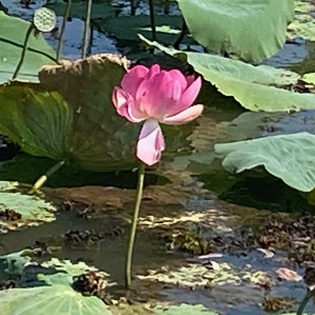 Water lilly